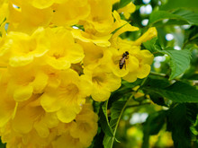 A Bee And Yellow Trumpet Flowers