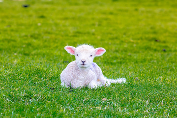 Newborn baby sheep on green gras