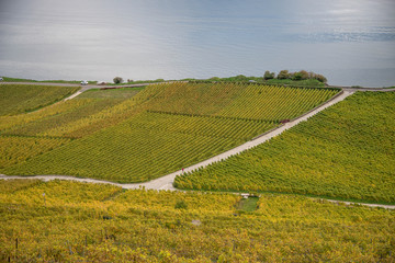 Wall Mural - Vignes suisses plongeant dans le lac Léman