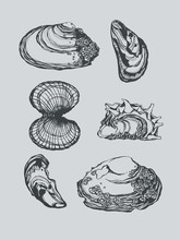 Sea Shell Study Ink Illustration