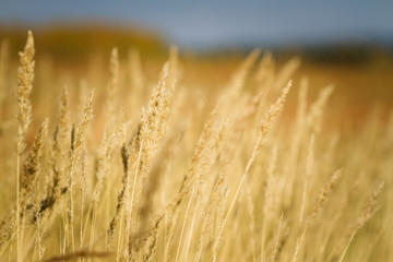 yellow spikelets in a field against a blue sky