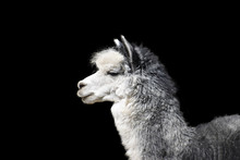 Close-up Portrait Of A Gray Llama With White Breasts On A Contrasting Black Background