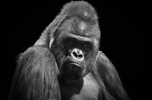 Black And White Portrait Of An Adult Male Gorilla On A Contrasting Black Background