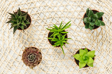 Wall Mural - Mini succulent plants on natural mesh background