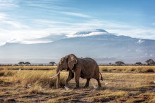 African Elephant Walking Past Mount Kilimanjaro