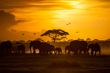 Herd Of African Elephants At Golden Sunset