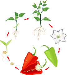 Wall Mural - Life cycle of pepper plant. Stages of growth from seed and sprout to adult plant and ripe red fruit isolated on white background