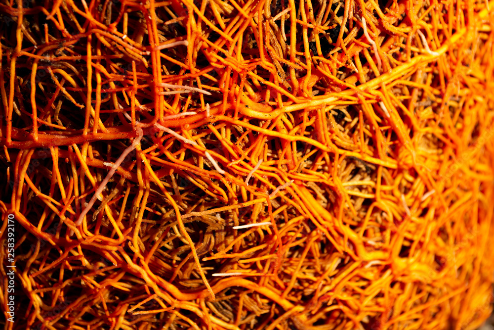 warzen thuja tinktur Warz weg! Tinktur – Drogerie Ebnat-Kappel main image 0