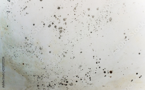 Black Spots Of Toxic Mold And Fungus Bacteria On A White Wall