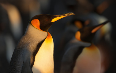 Wall Mural - Close up of a king penguin in Falkland Islands