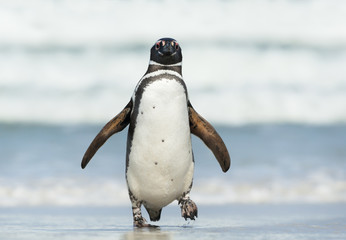 Wall Mural - close up of magellanic penguin coming ashore