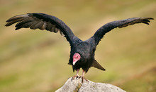 Turkey Vulture With Open Wings Warming On A Stone