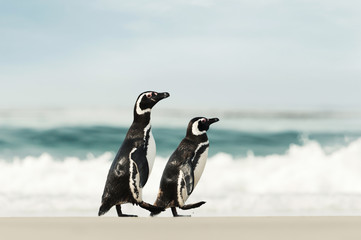 Wall Mural - Two Magellanic penguins walking on a sandy beach