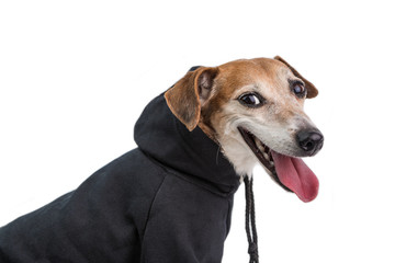 Wall Mural - Happy dog in gray hoodie. Side view. Smiling face. White background