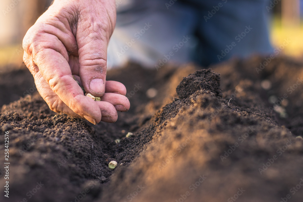 Farmer´s hand planting seed of green peas into soil. Sowing at springtime - obrazy, fototapety, plakaty 