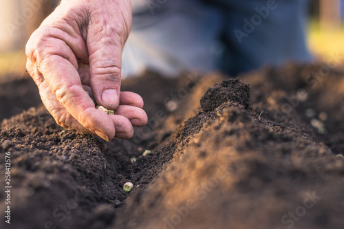 Fotografía Farmer´s hand planting seed of green peas into soil