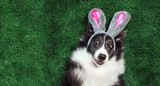 Fototapeta Zwierzęta - Happy dog with bunny ears laying on grass