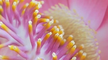 Wall Mural - Close up of pollen Cannonball tree (Couroupita guianensis Aubl) , Sal flowers, in nature.