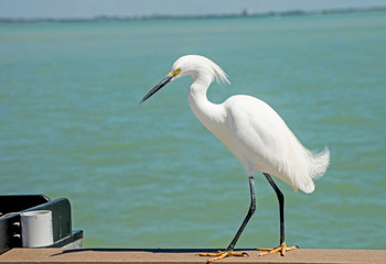 Wall Mural - A Snowy Egret makes a pest of himself on a fishing pier.