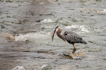 Wall Mural - A Big Blue Heron fishes in the river for fish.