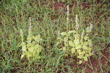 Wall Mural - Chia crop damage by disease, pest and Nutrient Deficiencies that planting at the field.