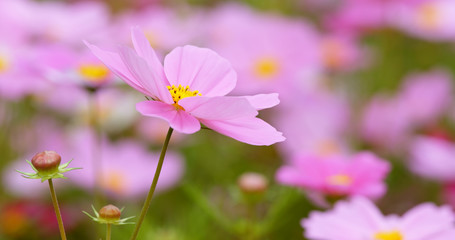 Cosmo flower plant