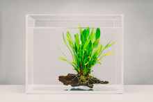 Clear Fish Tank With Aquatic Plant