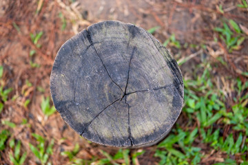 Close up cross section black and brown texture of pine tree trunk showing tree growth rings isolated on blurred green grass background.