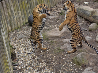Wall Mural - Sumatran Tiger, Panthera tigris sumatrae, young females practice fights