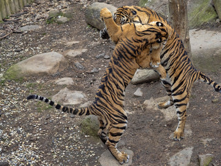 Wall Mural - Sumatran Tiger, Panthera tigris sumatrae, young females practice fights