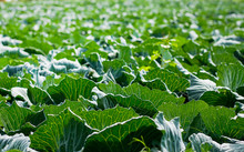 Cabbage  In The Farm Field