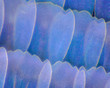 Extreme magnification - Butterfly wingm Blue morpho (morpho peleides) wing, 100:1 magnification