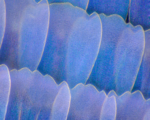 Extreme magnification - Butterfly wingm Blue morpho (morpho peleides) wing, 100:1 magnification