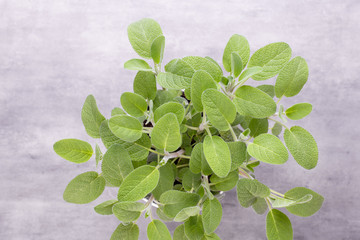 Salvia herb isolated on white background. Top view. Flat lay pattern.