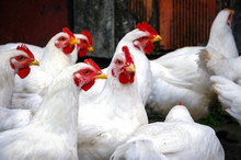 White Chickens On A Free Range Farm In A Small Village In Masovia Region Of Poland