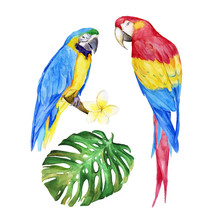 Watercolor Illustration Of Exotic Parrots Collection With Tropical Leaf And Blooming Flower. Red-blue Macaw And Yellow Ara. Vector Design Isolated Elements On The White Background.