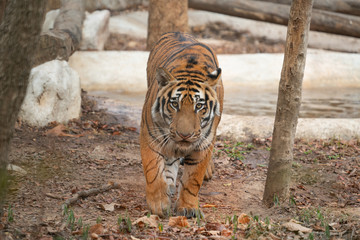 Sticker - bengal tiger in zoo