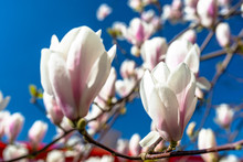 Ripening Magnolia Flowers On A Tree Against The Background Of A Blue, Spring Sky.
