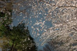 曇り空の夜桜