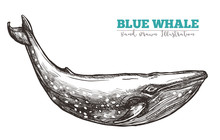 Hand Drawn Vector Blue Whale. Sketch Engraving Illustration