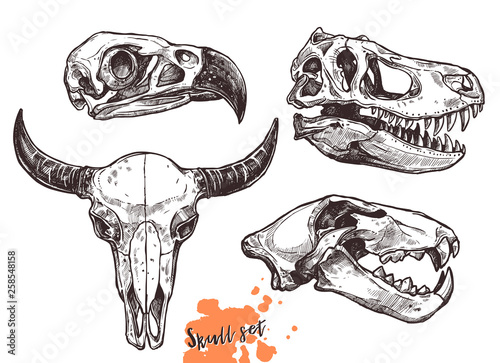 Vector Collection Of Hand Drawn Animals Skulls Sketch Skulls Of
