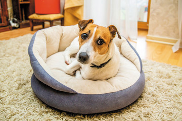 Cute dog Jack Russell awoke rests on his stove bench, lies at home