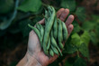 © Amanda O'Donoughue - Hand of farmer holding freshly picked green bean