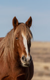 Fototapeta Zwierzęta - Wild Horse in Winter in Utah