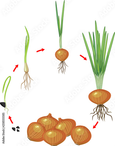 Get Wallpaper Life Cycle Of Onion Plant Stages Of Growth From Seed And Sprout Desktop Wallpaper