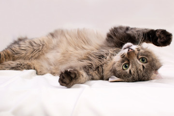 cat on white background