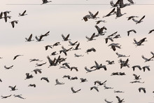 Sandhill Crane Migration;  Near Kearney, Nebraska