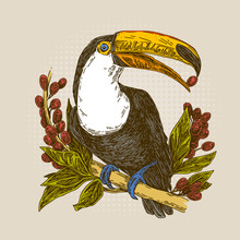 Toucan Sits On Branch Of Coffee Tree And Holds A Coffee Bean In Its Beak. Color Card. Engraving Style. Vector Illustration.