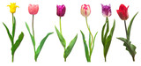 Fototapeta Tulipany - Collection colorful different flowers tulips isolated on a white background. Spring time, beautiful floral delicate composition. Creative concept. Flat lay, top view