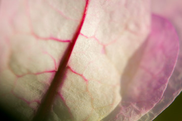 Wall Mural - bougainvillea Petal